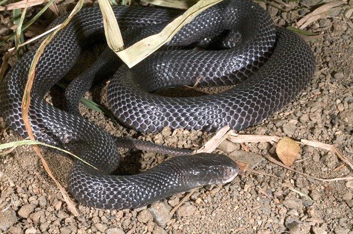 Snakes Alive! John Egerton AM - Papua New Guinea Association of Australia