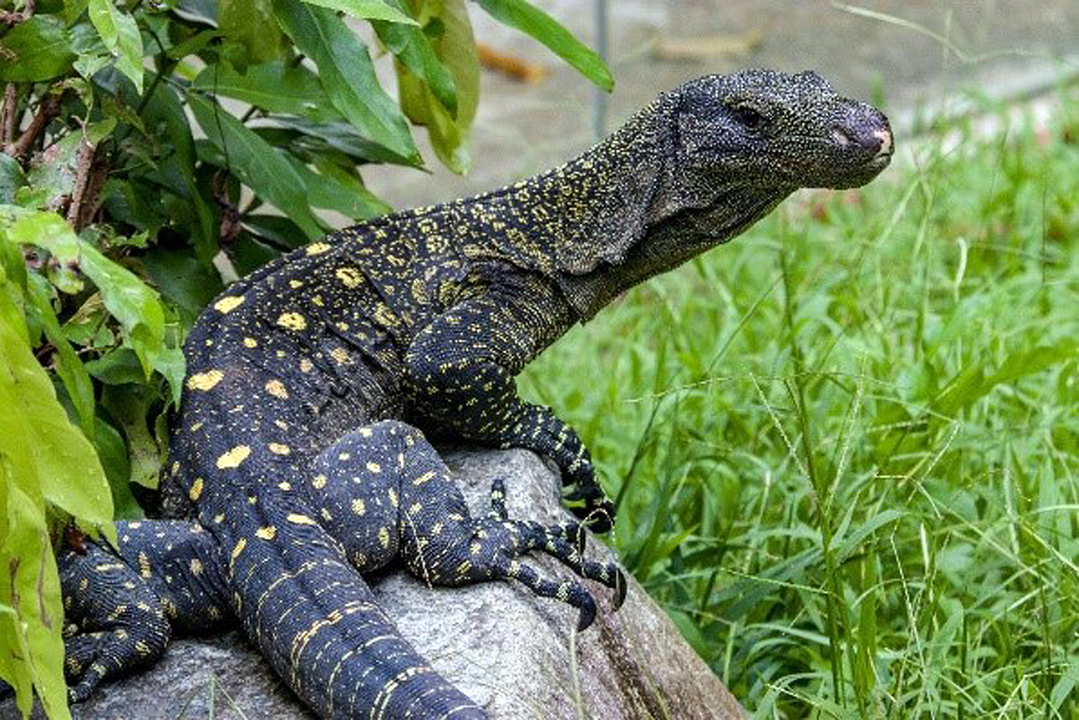 Snakes Alive! John Egerton AM - Papua New Guinea Association of Australia