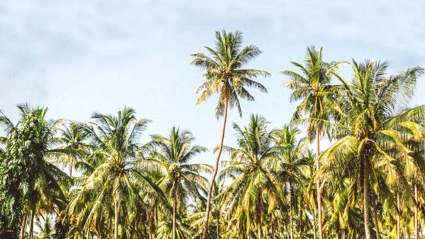 Producing Copra on New Ireland