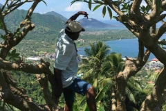 34-View of Rabaul through Frangipanni tree,