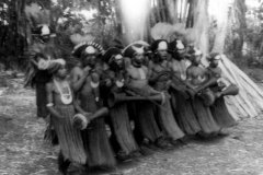 Unfortunately out of focus however this was a rehearsal for a sing-sing. You can 'see' the swaying of the 'pulpuls' to the chanting and beating of the drums.